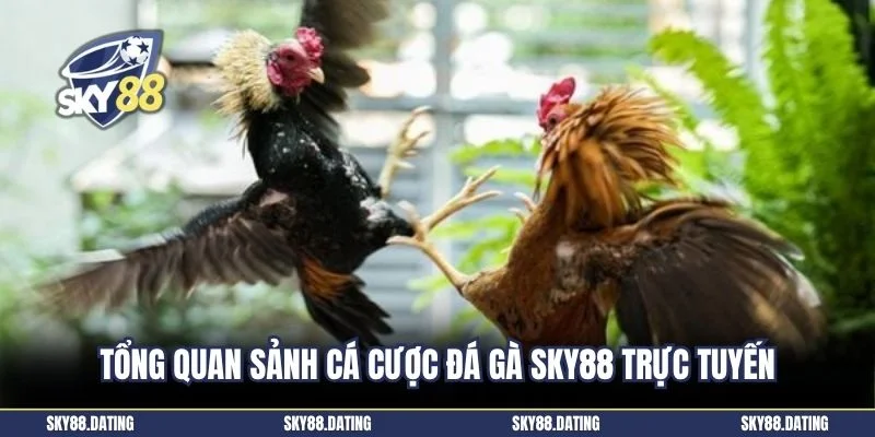 Tổng quan sảnh cá cược đá gà SKY88 trực tuyến